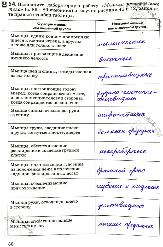Изображение 54. Выполните лабораторную работу «Мышцы человеческого тела» (с. 86—89 учебника) и, изучив рисунки 41 и 42, заполните правый столбец таблицы.Функции мышцы или мышечной...