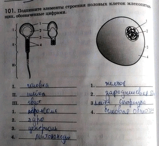 Изображение 1 0 1. Подпишите элементы строения половых клеток млекопитающих, обозначенные цифрами. Развитие половых клеток....